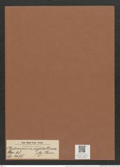 Ardissonia crystallina (Ag.) Grun. (de-Toni-Nr.: Genus 68, Species 2675) Zeichnungen Sammlung Grunow Mappe 02882 (Herbarium_W_Grunow_drawings_Folder_02882)